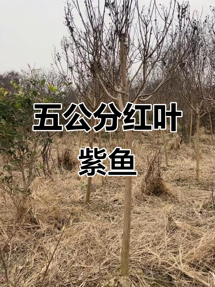 桐乡涂店天鹅绒紫鱼五公分,精品红叶天云紫鱼等你拿