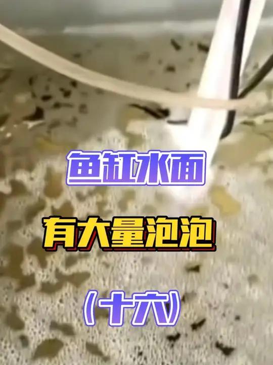 养鱼心法「第三十六节」鱼缸水面有大量的泡泡是什么原因?如何解决换水后还是有大量泡泡的问题!