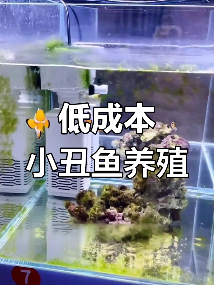 小丑鱼也能轻松养,低成本设备搞定