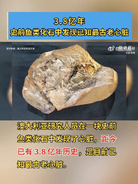「3.8亿年前鱼类化石中发现最古老心脏」澳大利亚研究人员在一块史前鱼类化石中发现了心脏,距