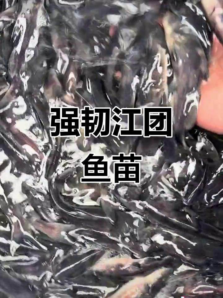 江团鱼苗生命力旺盛，一斤10多个，好运连连