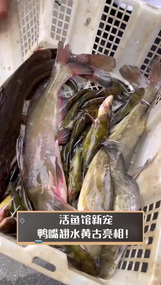 活鱼馆新宠,鸭嘴翘水黄古亮相!