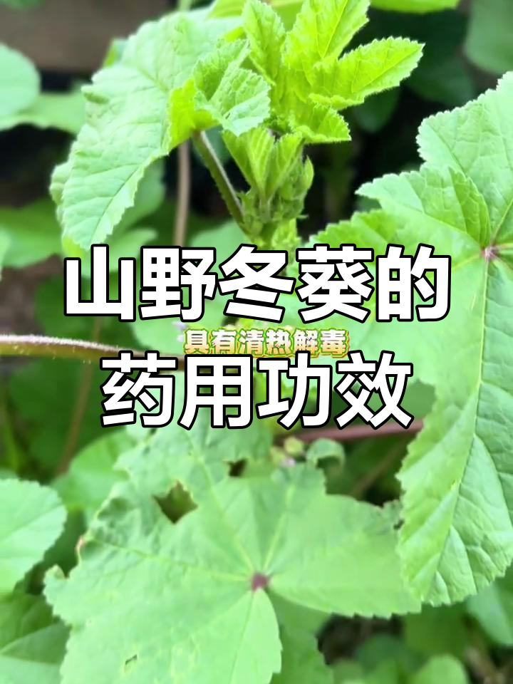 冬葵:山野美味与药用价值,你了解吗?