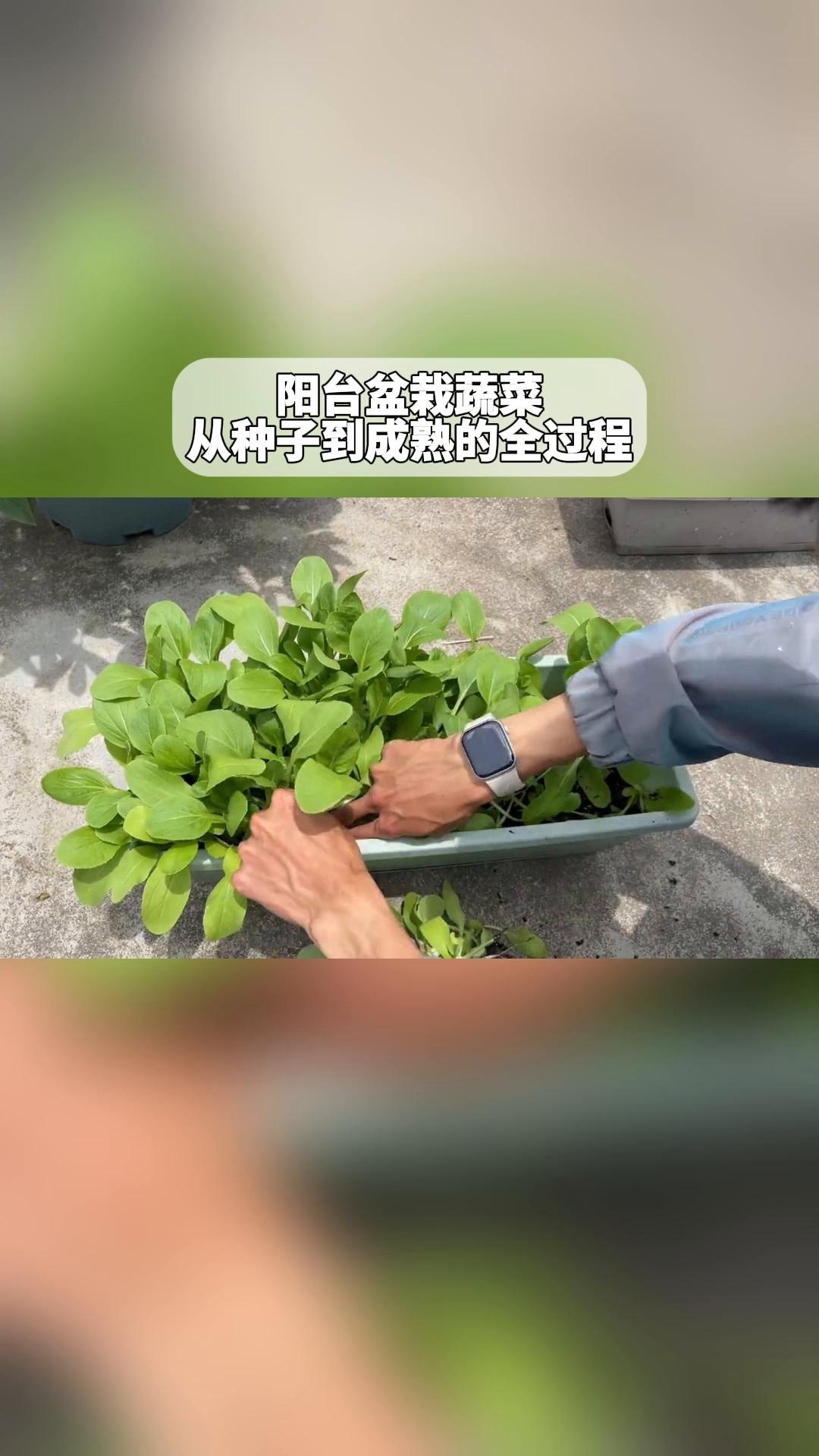 阳台盆栽蔬菜:从种子到成熟的全过程