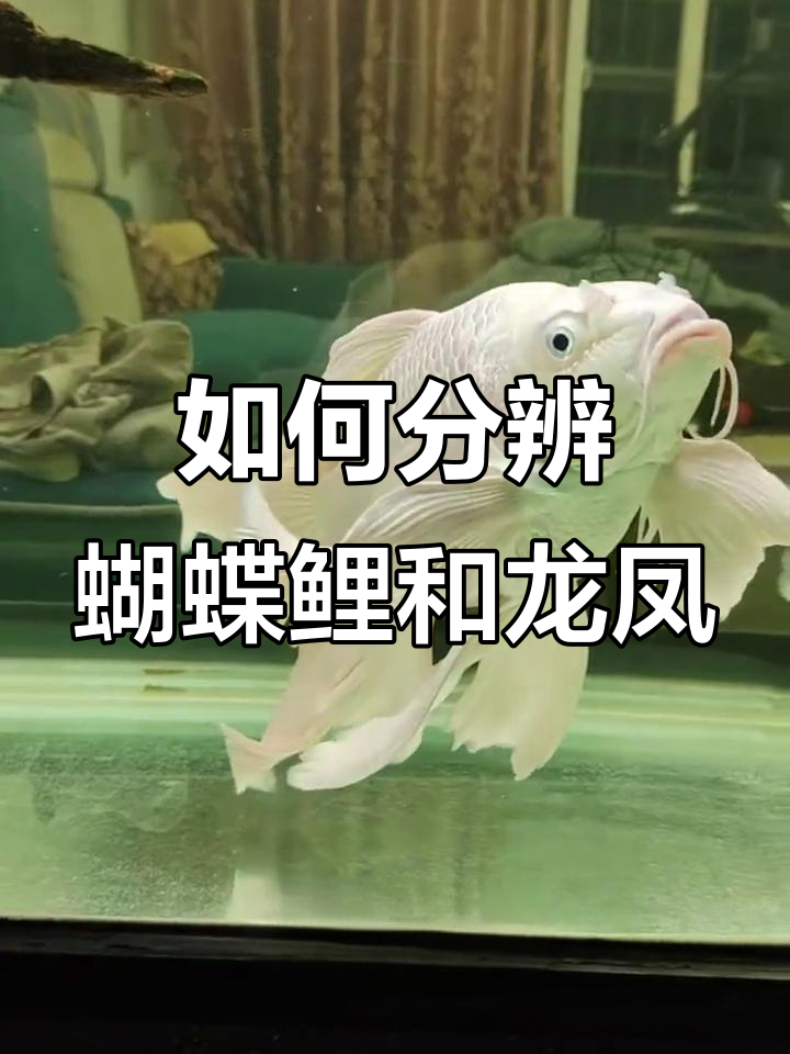 蝴蝶鲤与龙凤锦鲤如何区分?教你辨别技巧,避免被误导