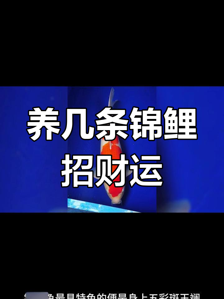 锦鲤鱼养几条最旺财?