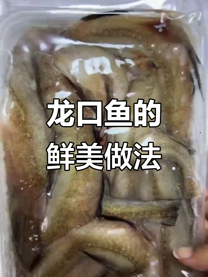海里最嫩的龙口鱼,外焦内嫩超好吃