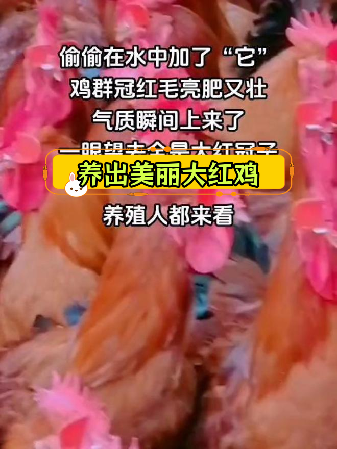 科学养殖大红公鸡,羽毛亮丽脚蹬长