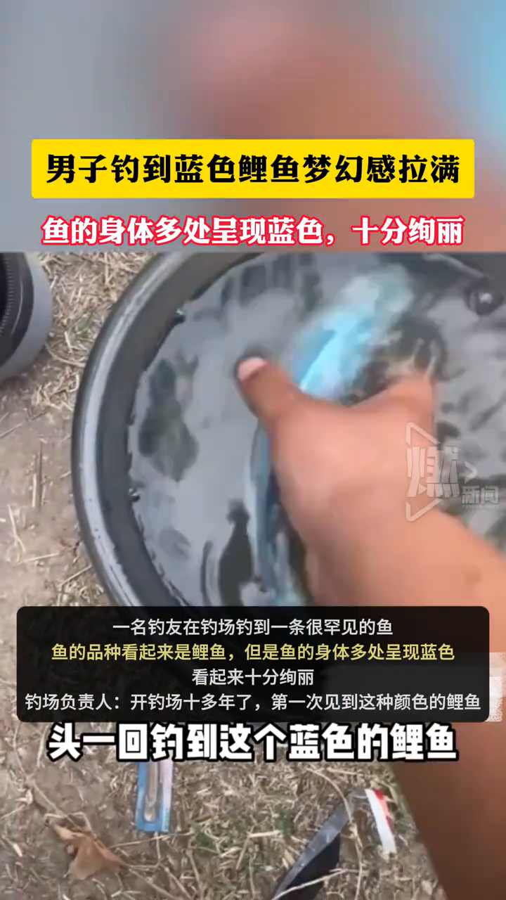 男子钓到蓝色鲤鱼梦幻感拉满!鱼的身体多处呈现蓝色,十分绚丽