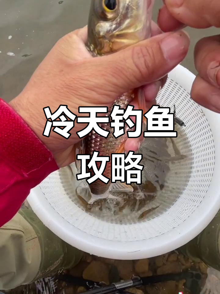 寒冷天气更易钓重唇鱼,技巧全解析