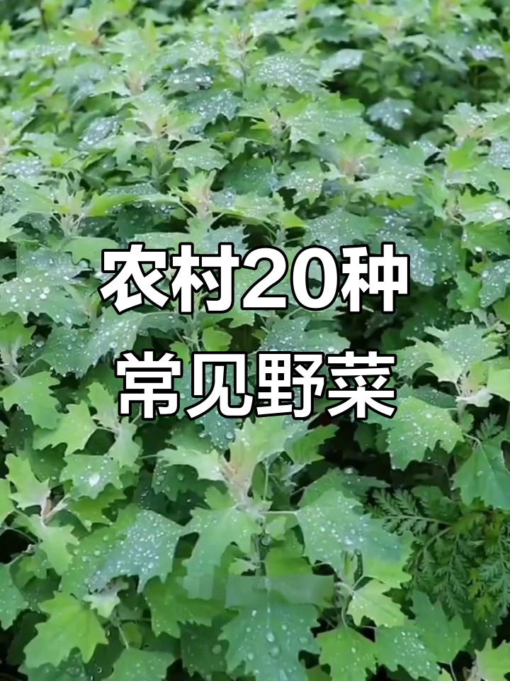 20种常见农村野菜，看看你吃过几种？