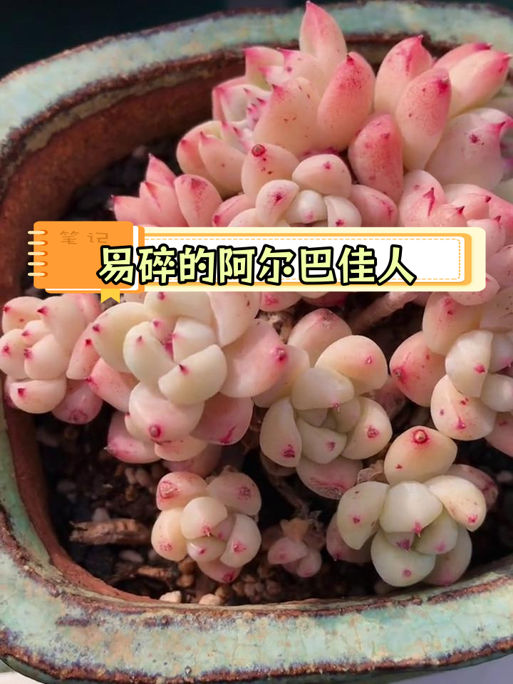 阿尔巴佳人:美丽却易碎的多肉植物