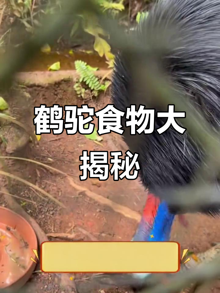 鹤鸵吃什么?揭秘食肉性鸟类如何捕猎