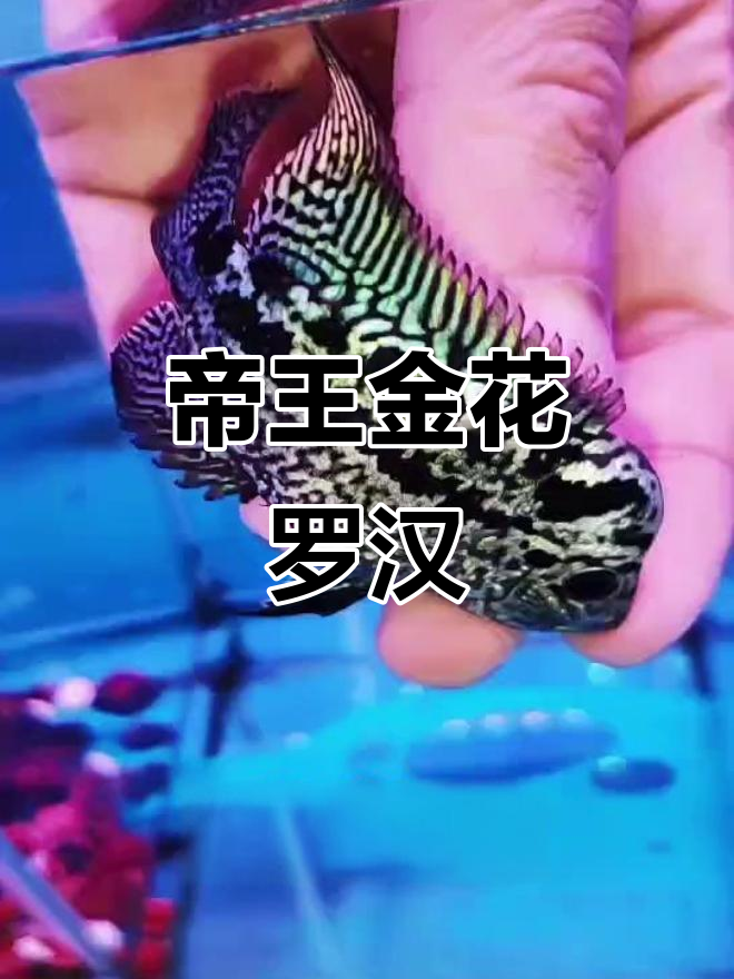 黑金帝王花罗汉鱼，魅力十足！