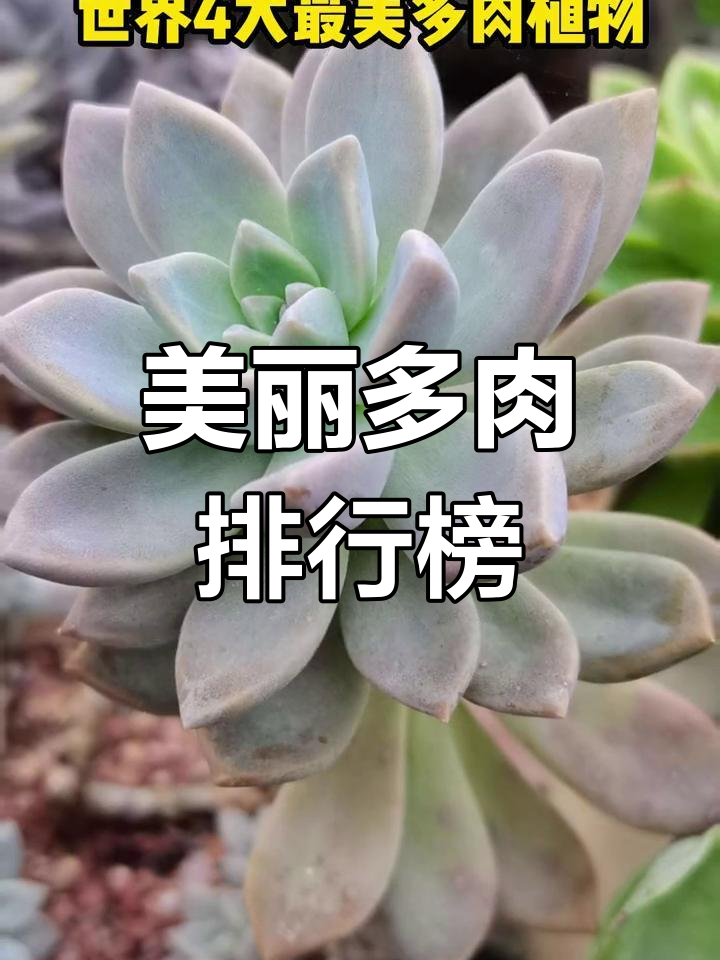 世界四大最美多肉植物推荐