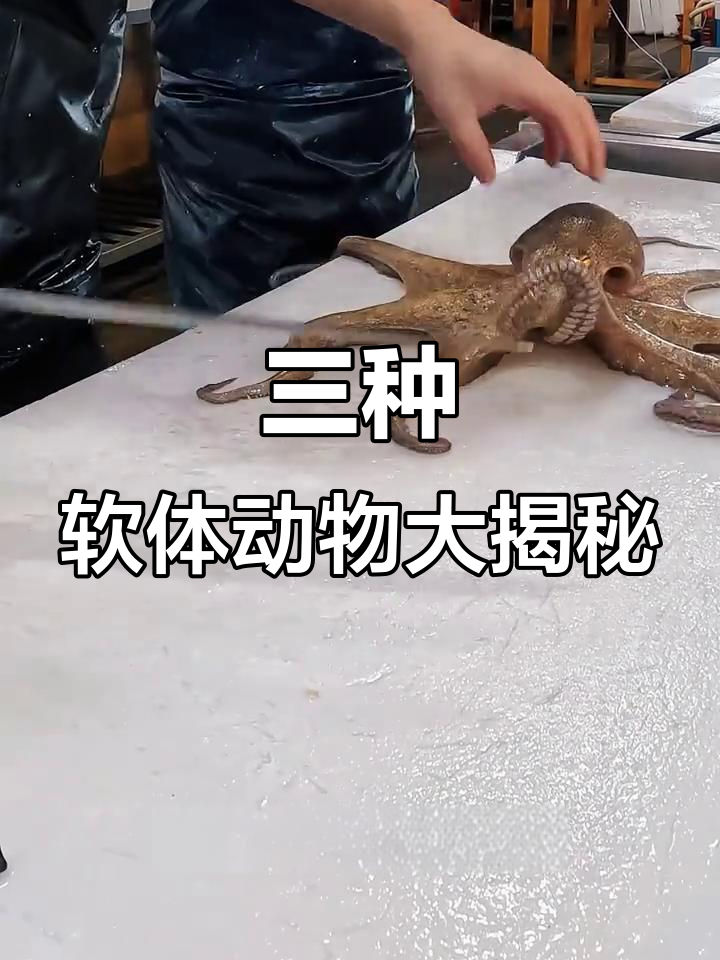 墨鱼、章鱼和鱿鱼的三大区别，一看就懂