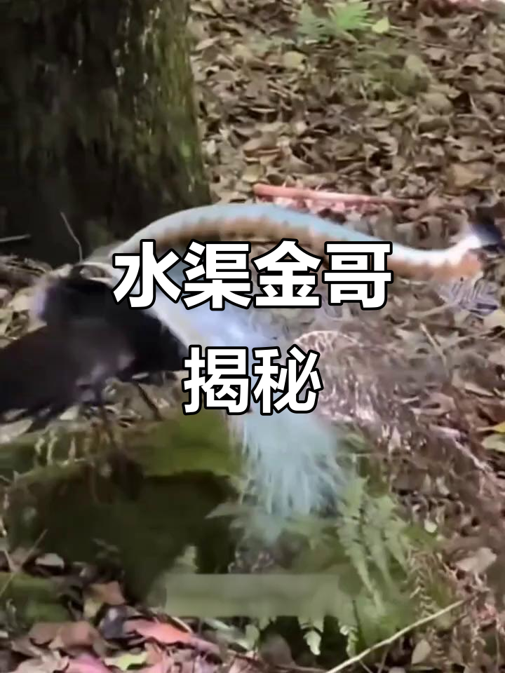 偷鱼小能手竟是“水耗子”,吉林黑龙江贵州才有!