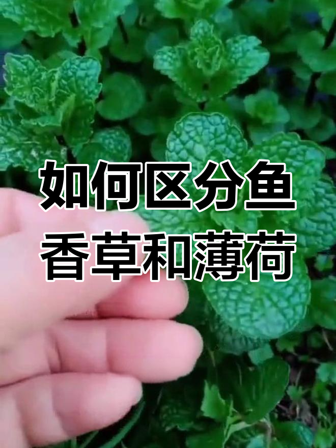 鱼香草与薄货的区别解析