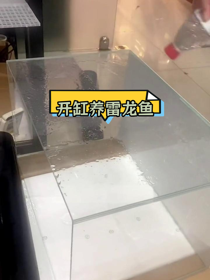 雷龙鱼开缸全攻略,轻松打造完美水族环境
