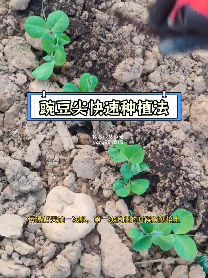 豌豆尖种植全攻略:从泡水到施肥