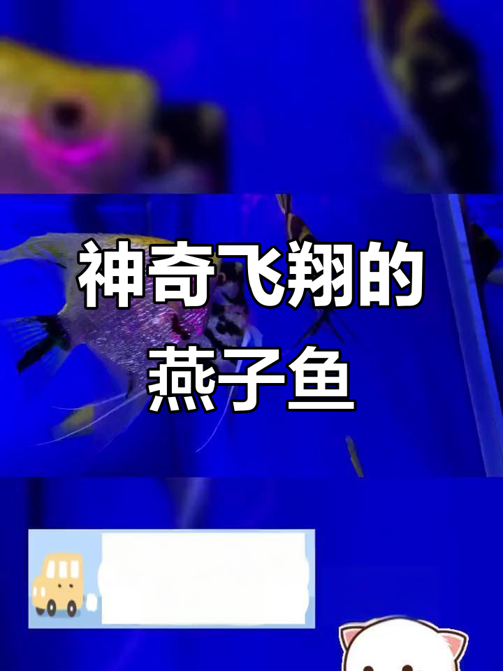 燕子鱼:唯一能飞行的鱼类,揭秘飞行能力与生存技巧