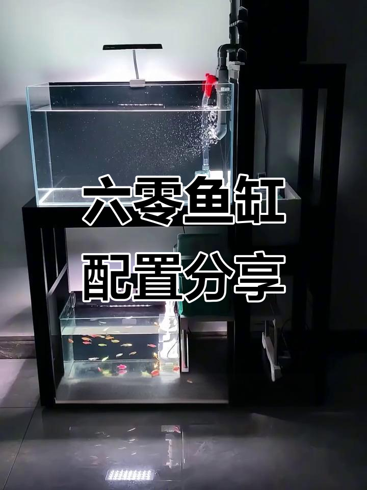 入手60鱼缸,超白玻璃做工精细,养什么最合适?