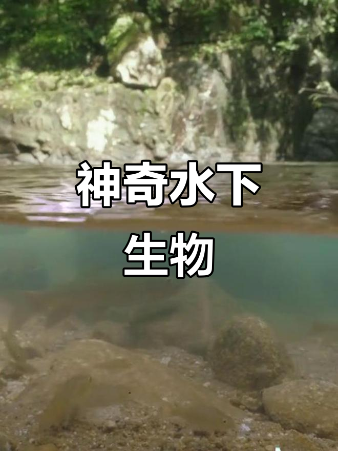 水下拍摄：神奇动物大揭秘，好多鱼！