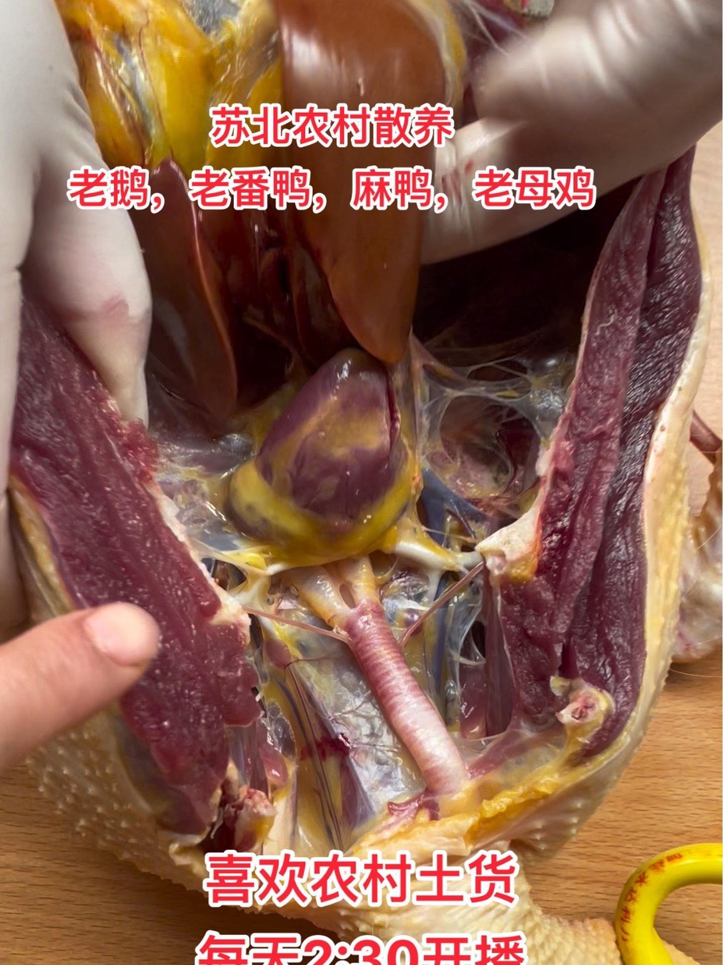 苏北农村散养土货老鹅老鸭老母鸡当天现杀现卖顺丰全国包邮 江苏盐城 土鸡土鸭 生态散养 每天