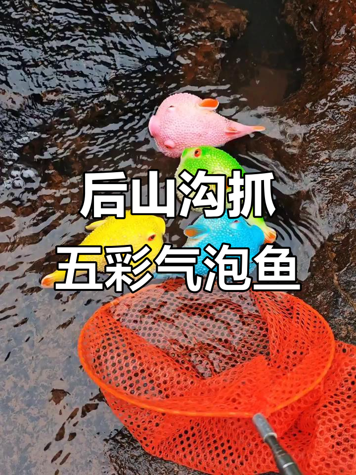 在后山沟发现五颜六色的气泡鱼,还有螃蟹和绿皮虾