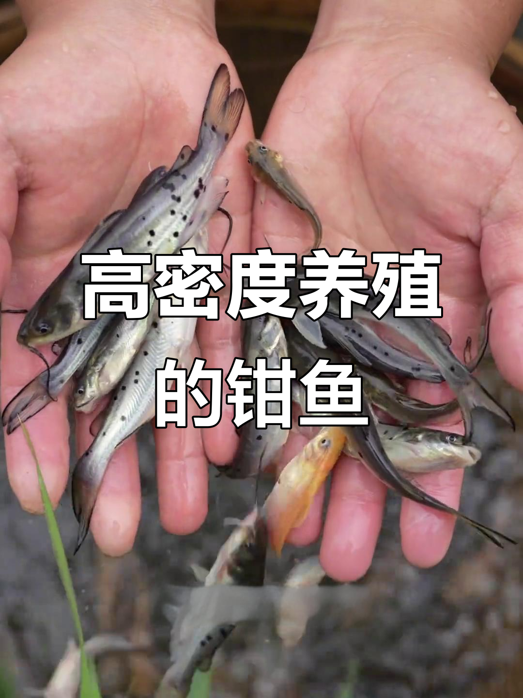 斑点叉尾鮰:无刺高长势,最大可至30斤
