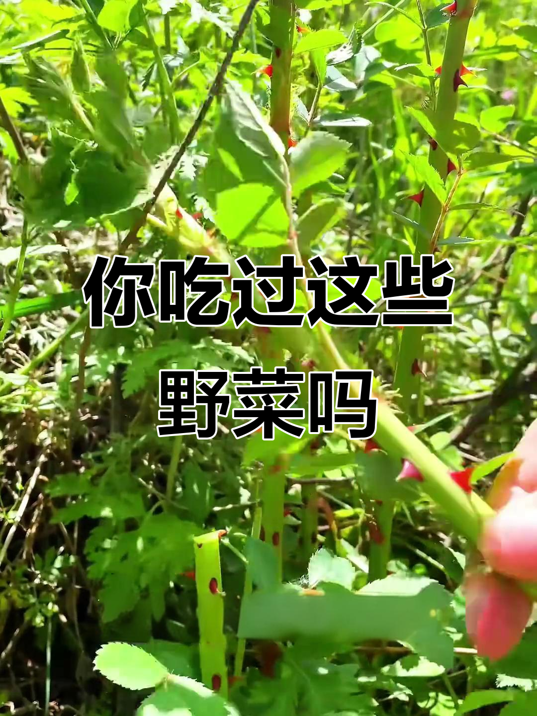 10种常见野菜,你尝过几种?口感和吃法全揭秘