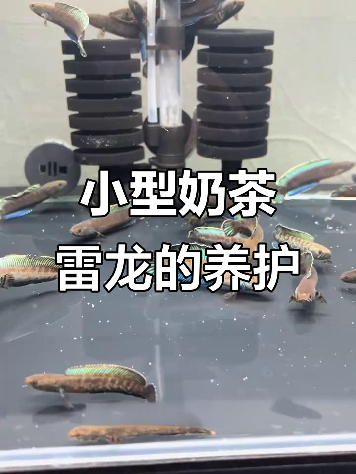 奶茶雷龙:印度小型的温顺雷龙,适合家养
