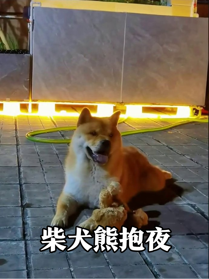 柴犬抱着小熊不撒手,玩耍奔跑样样行,狗生巅峰太治愈!