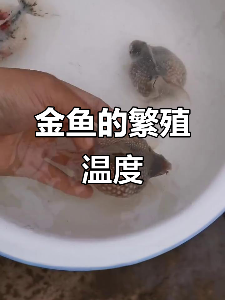 金鱼繁殖的时机与条件,水温达到才能产卵