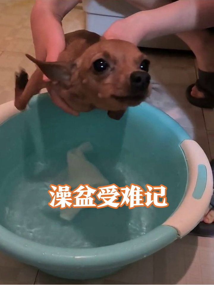 小狗洗澡秒变表情包：这凉水泡得我CPU都要冻关机了！