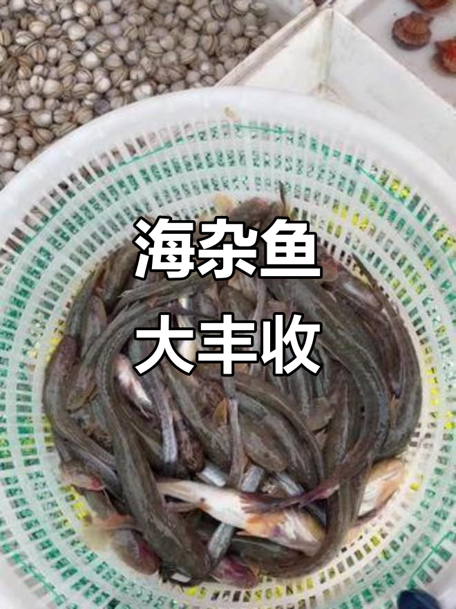 肥美鲶鱼和小狼鱼，新鲜发货不容错过！