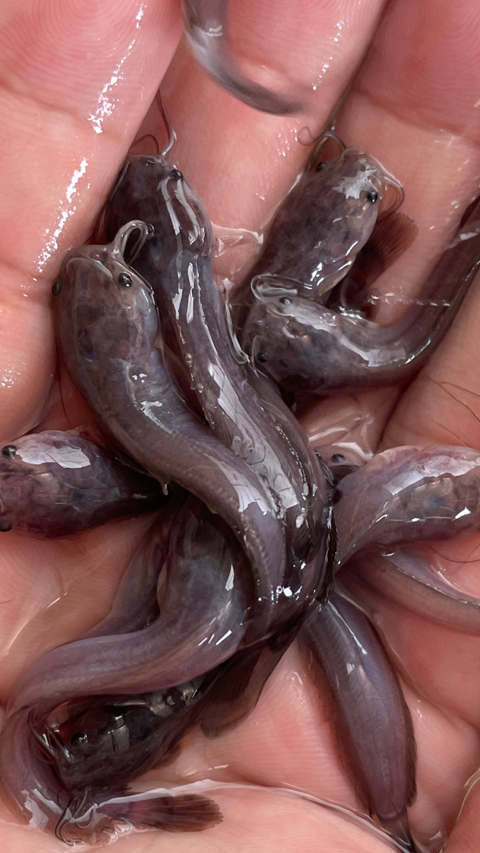 塘角鱼养殖防虫防治病什么