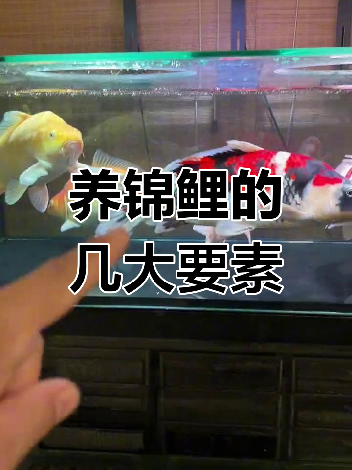 鱼缸养锦鲤的技巧与注意事项,保持水质稳定的关键