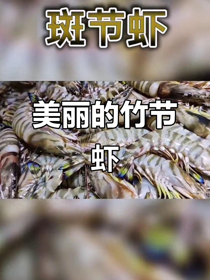 舟山竹节虾，蓝褐横斑与五色彩尾，美丽又清澈