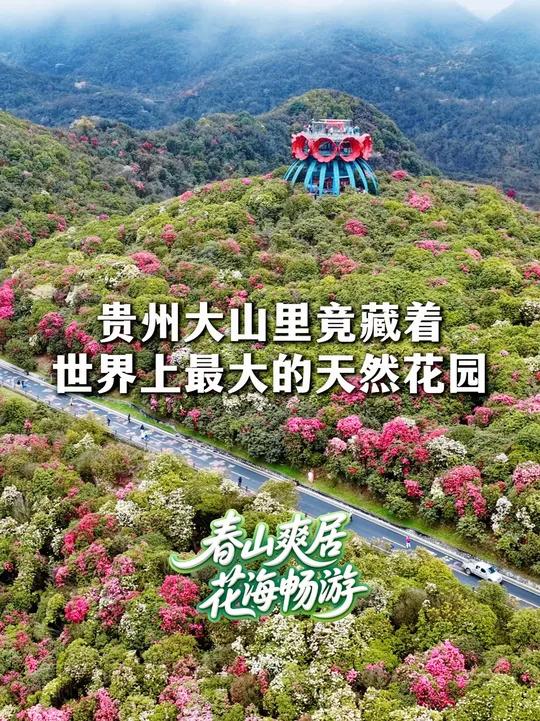 世界上最大的天然花园就藏在贵州 位于贵州毕节的#百里杜鹃 即将进入盛花期。#立春 #春山爽