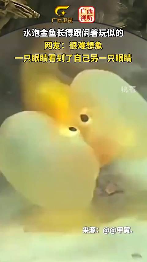 水泡金鱼长得跟闹着玩似的,网友:很难想象,一只眼睛看到了自己另一只眼睛。(来源:新华社快看