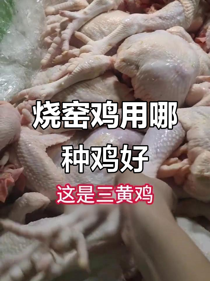做窑鸡选什么品种的鸡肉最合适?三黄鸡和妃子凤鸡对比分析