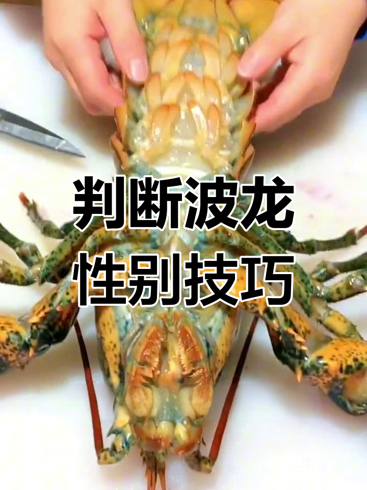 如何辨别波士顿龙虾的公母