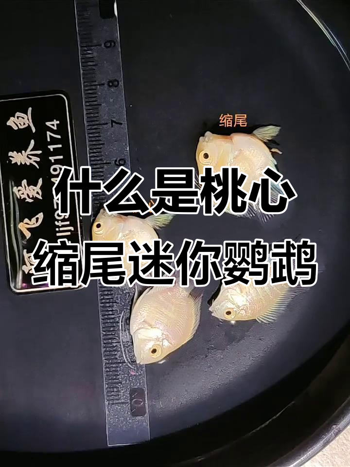迷你鹦鹉鱼桃心缩尾特征揭秘，价格差异大