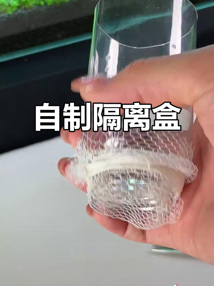 孔雀鱼繁殖盒DIY，省钱又实用！