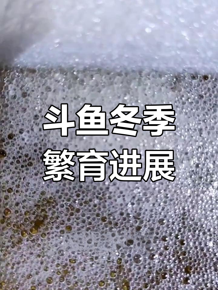 母鱼辛苦产卵,冬季繁殖挑战第九天