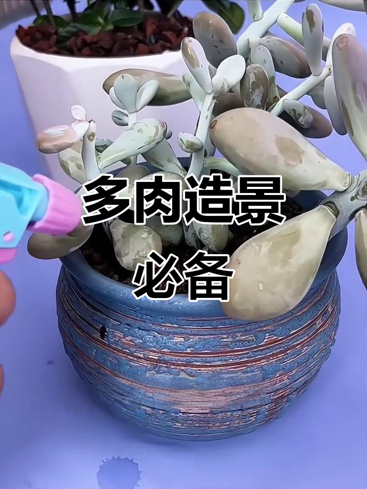 火山岩铺面,多肉造景必备,营养丰富,适合盆栽和鱼缸装饰