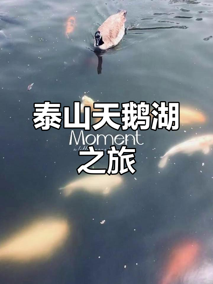 探秘泰山天鹅湖，美景尽收眼底