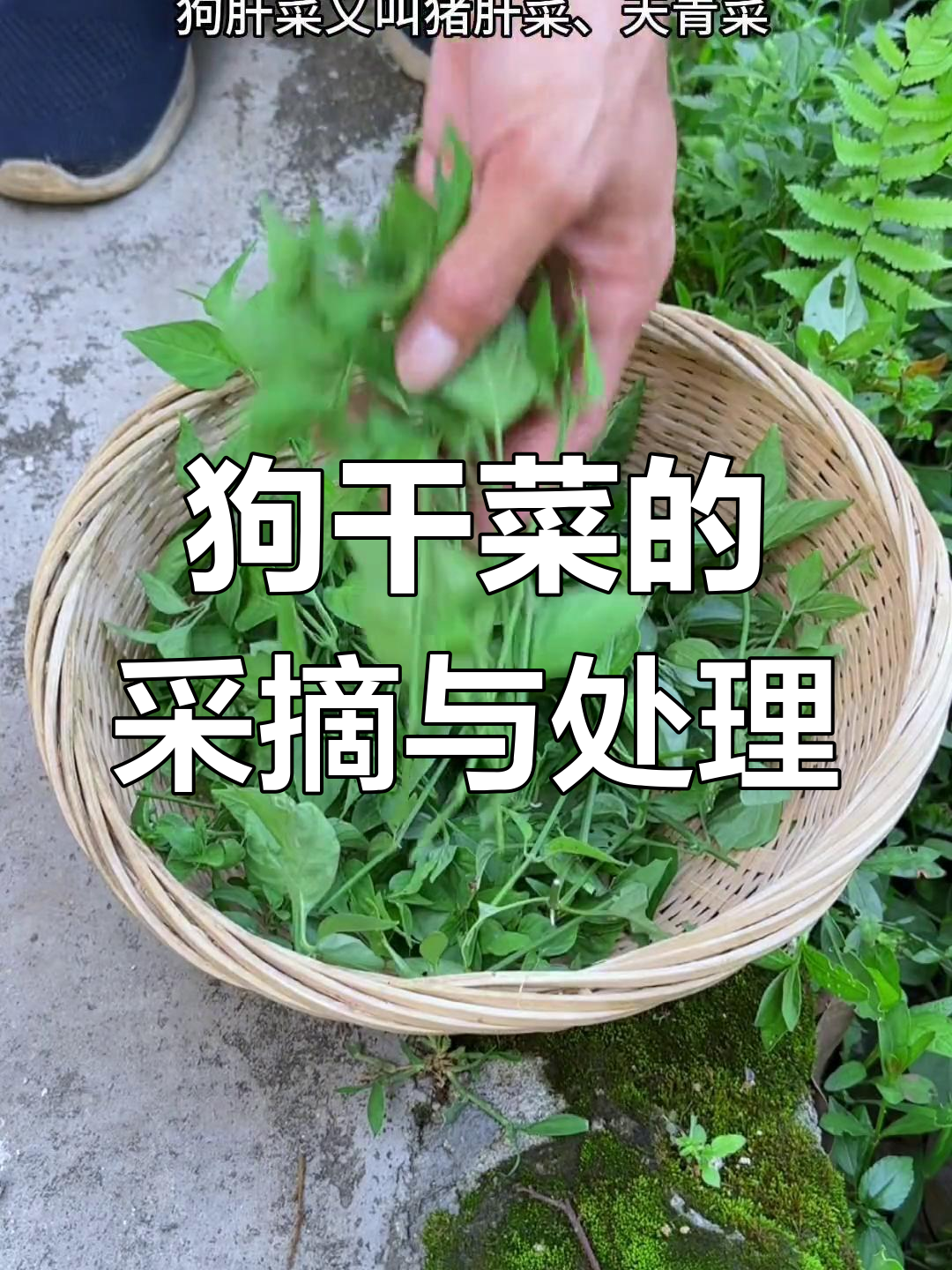 狗肝菜:农村常见却少人知的珍贵植物