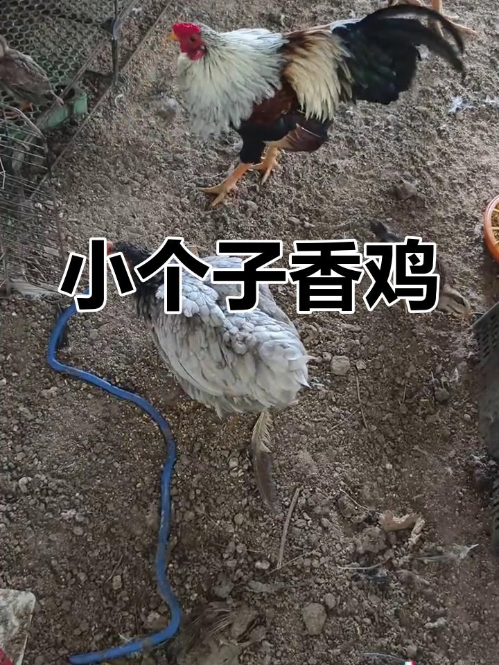 大围山微型鸡,小身材大味道